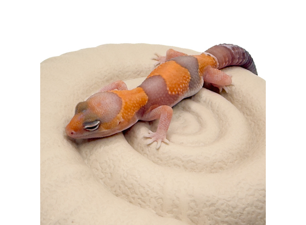 Гемитеконикс толстохвостый, Amel / caramel