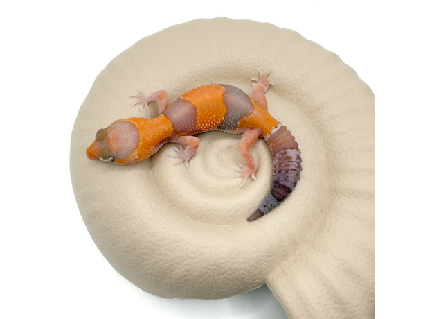 Гемитеконикс толстохвостый, Amel / caramel