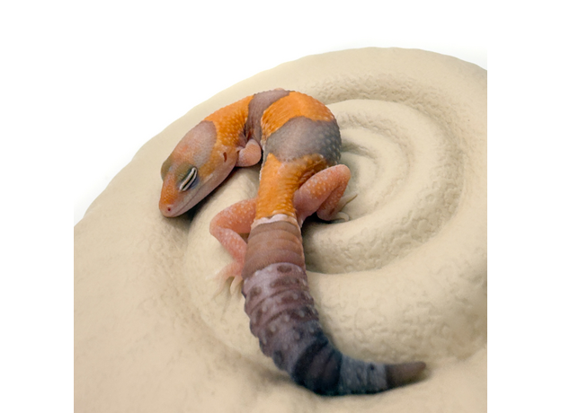 Гемитеконикс толстохвостый, Amel / caramel