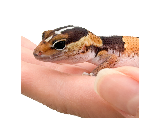 Гемитеконикс толстохвостый Stripe het Zulu, Amel phet Patternless 66%