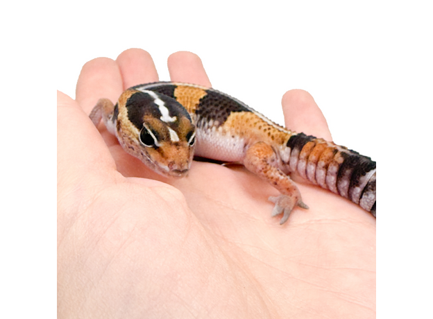 Гемитеконикс толстохвостый Stripe het Zulu, Amel phet Patternless 66%