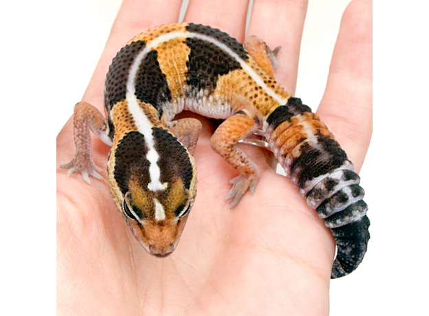 Гемитеконикс толстохвостый Stripe het Zulu, Amel phet Patternless 66%