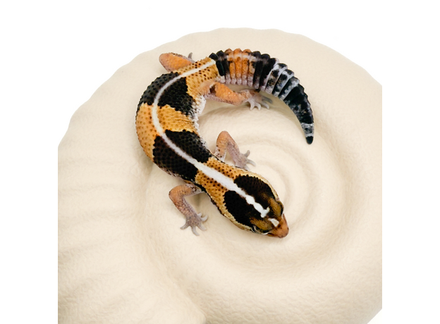 Гемитеконикс толстохвостый Stripe het Zulu, Amel phet Patternless 66%