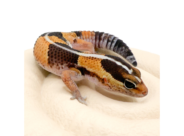 Гемитеконикс толстохвостый Stripe het Zulu, Amel phet Patternless 66%