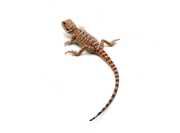 Агама бородатая hypo Leatherback S