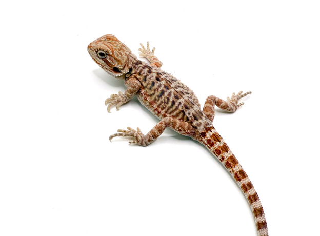 Агама бородатая hypo Leatherback S