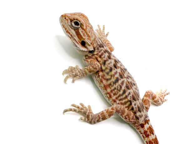 Агама бородатая hypo Leatherback S