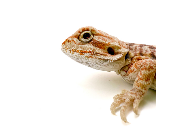 Агама бородатая hypo Leatherback S