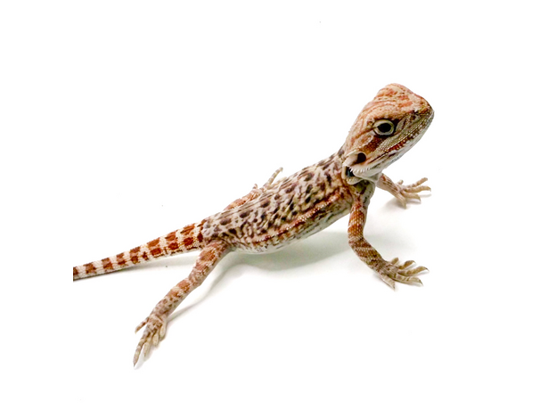 Агама бородатая hypo Leatherback S