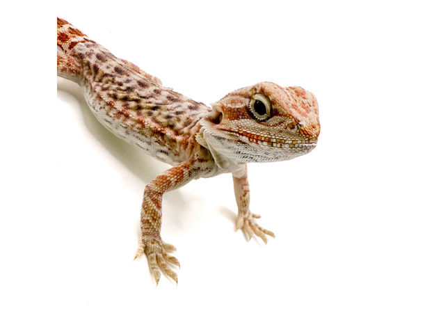 Агама бородатая hypo Leatherback S