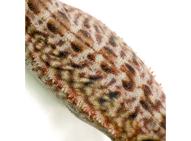 Агама бородатая hypo Leatherback S