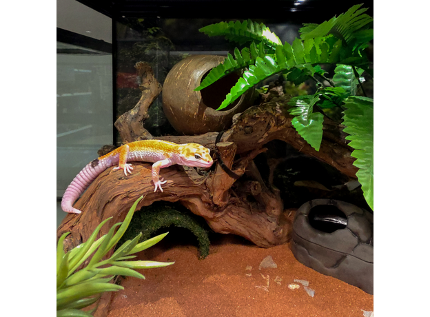 Террариумный комплект "Монтеверде" Террариумный комплект "Монтеверде"