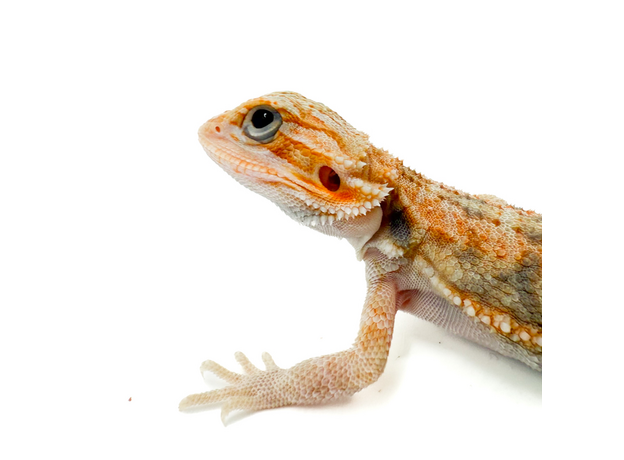 Агама бородатая leatherback translucent het hypo, M