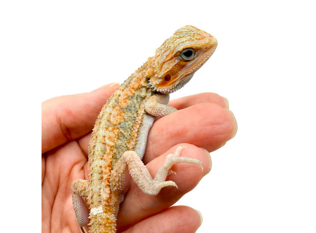 Агама бородатая leatherback translucent het hypo, M