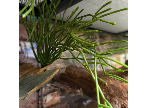 Террариумный комплект "Ущелье Тодра" Террариумный комплект "Ущелье Тодра"