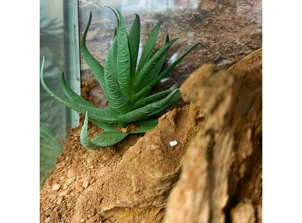 Террариумный комплект "Ущелье Тодра" Террариумный комплект "Ущелье Тодра"