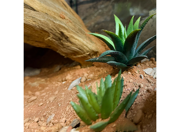 Террариумный комплект "Ущелье Тодра" Террариумный комплект "Ущелье Тодра"