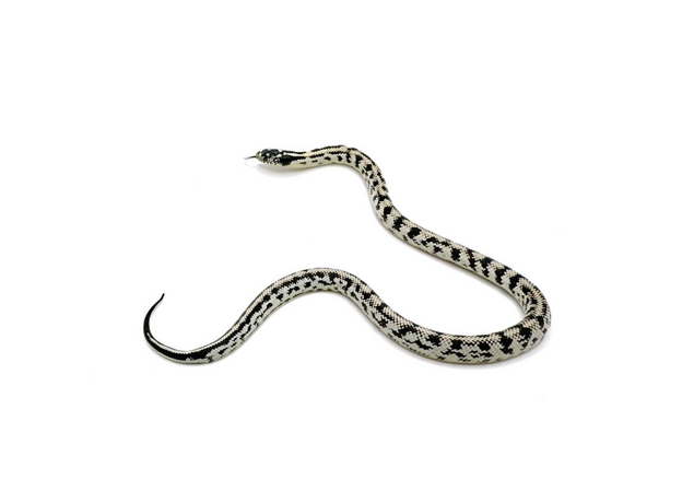 Королевская змея, californiae White