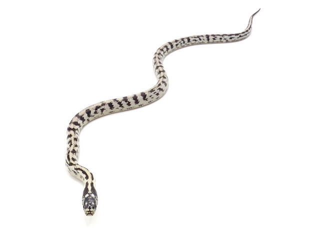 Королевская змея, californiae White