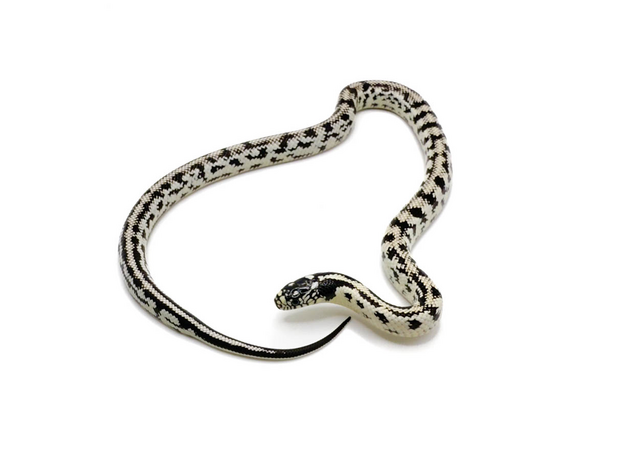 Королевская змея, californiae White