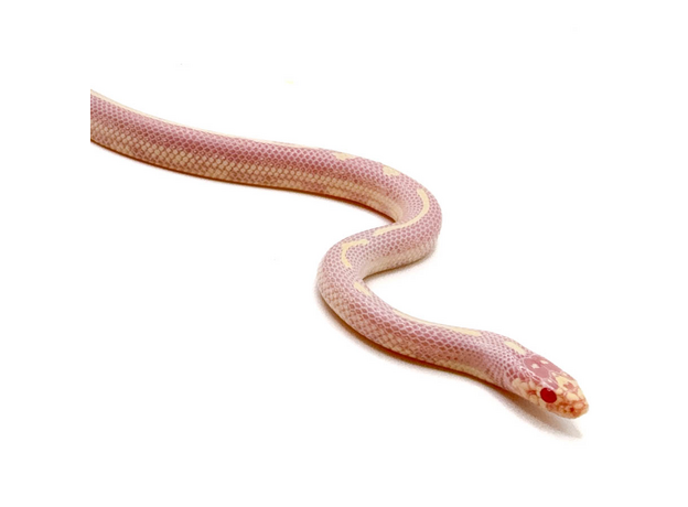 Королевская змея, Californiae Albino Stripe