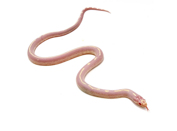 Королевская змея, Californiae Albino Stripe