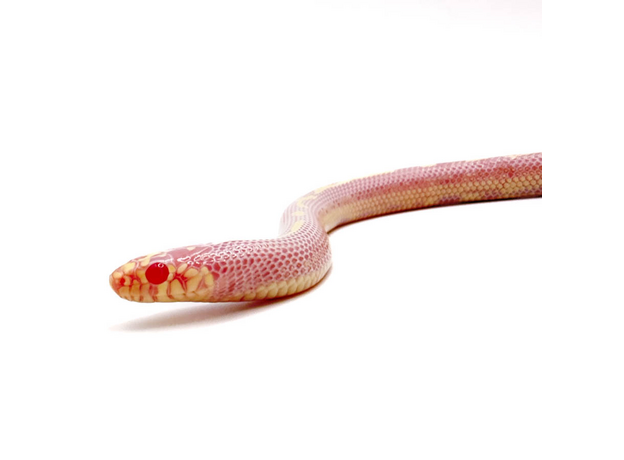 Королевская змея, Californiae Albino Stripe