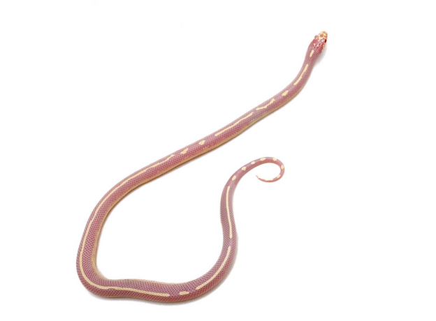 Королевская змея, Californiae Albino Stripe