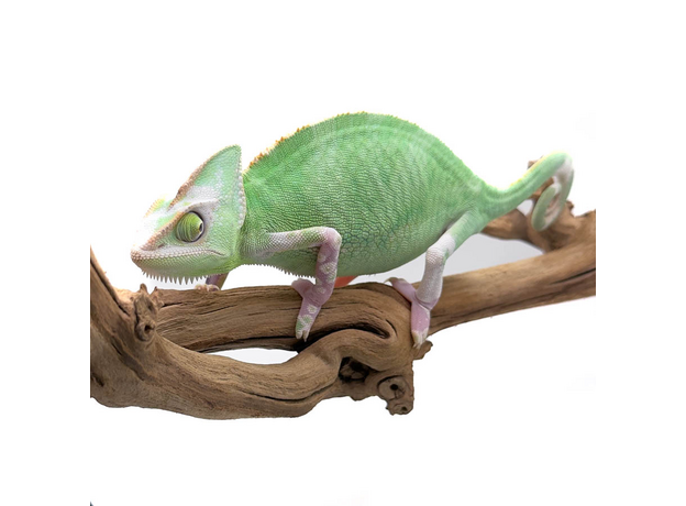 Хамелеон йеменский (шлемоносный) Piebald, самка