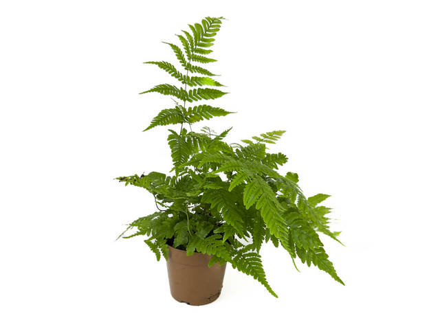 Дриоптерис Эритрозора