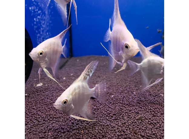 Скалярия белый жемчуг S (Pterophyllum scalare)