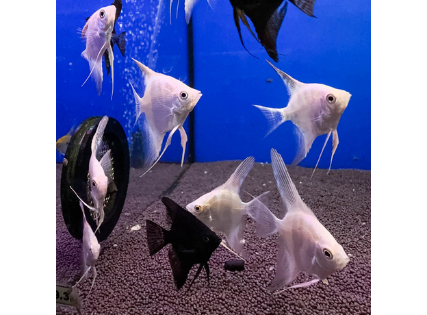 Скалярия белый жемчуг S (Pterophyllum scalare)