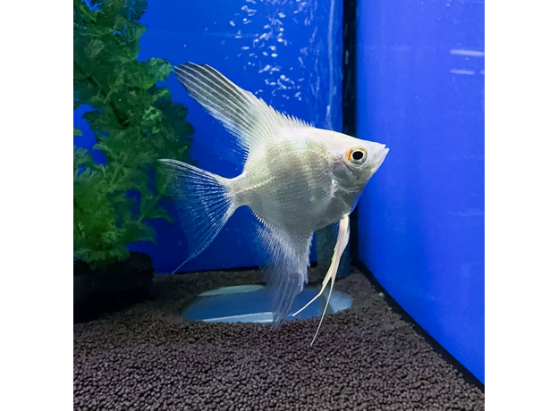 Скалярия белый жемчуг S (Pterophyllum scalare)