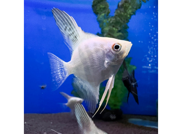 Скалярия белый жемчуг S (Pterophyllum scalare)