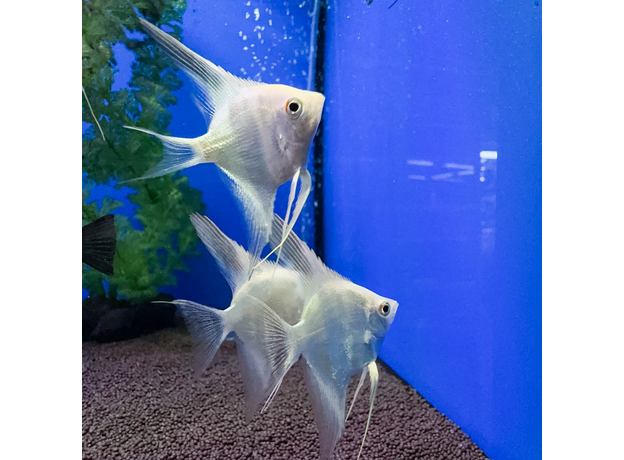 Скалярия белый жемчуг S (Pterophyllum scalare)