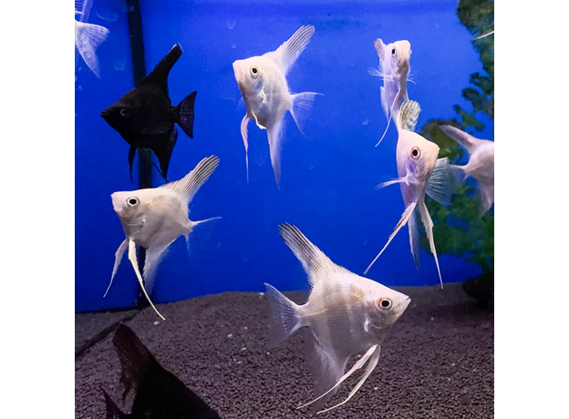 Скалярия белый жемчуг S (Pterophyllum scalare)