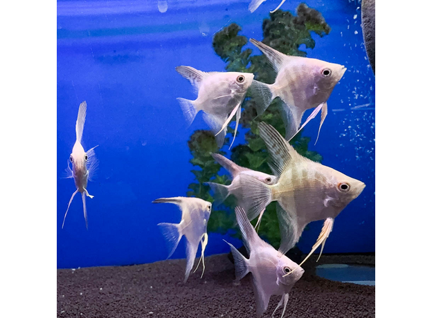 Скалярия белый жемчуг S (Pterophyllum scalare)