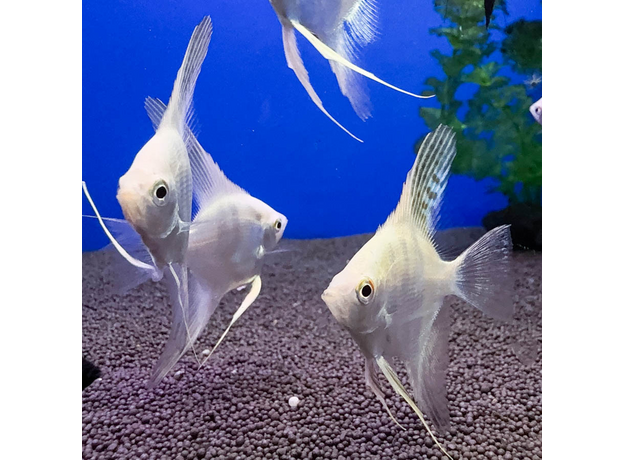 Скалярия белый жемчуг S (Pterophyllum scalare)