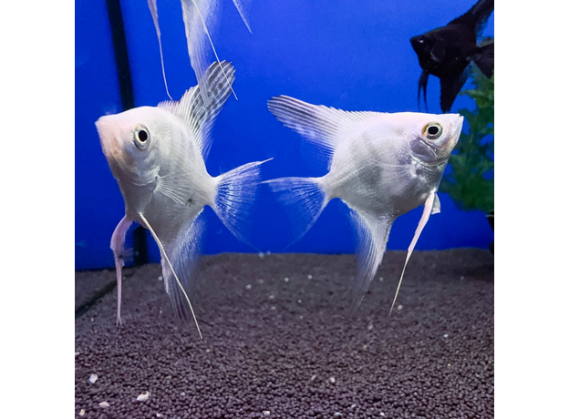 Скалярия белый жемчуг S (Pterophyllum scalare)