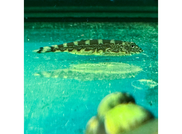 Гипергастромизон хумилис панда белая (Hypergastromyzon humilis)