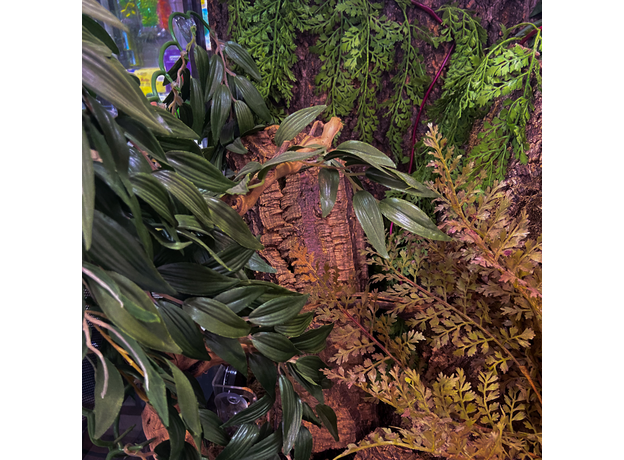 Террариумный комплект "Запретный лес " Террариумный комплект "Запретный лес "