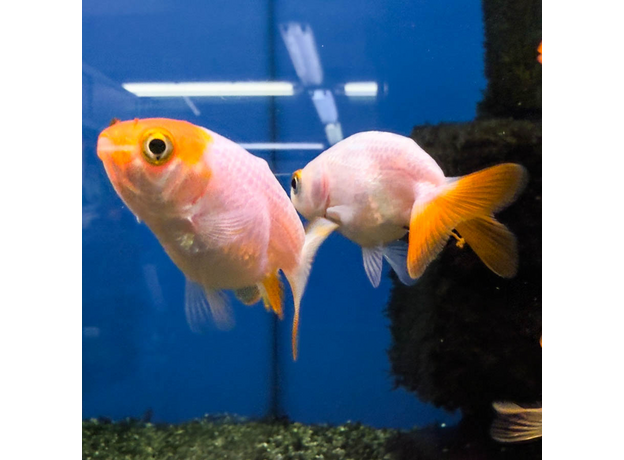 Золотая рыбка Ранчу ассорти М (Carassius auratus)