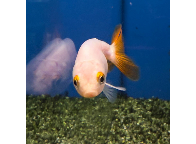 Золотая рыбка Ранчу ассорти М (Carassius auratus)