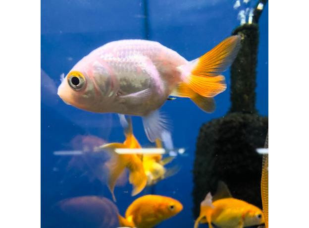 Золотая рыбка Ранчу ассорти М (Carassius auratus)