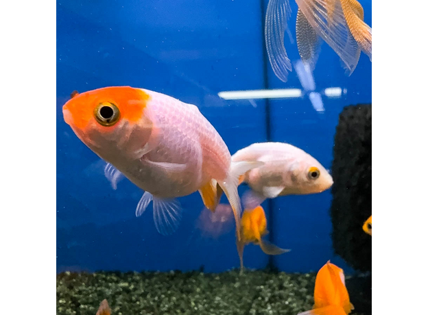 Золотая рыбка Ранчу ассорти М (Carassius auratus)