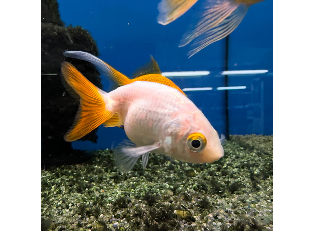 Золотая рыбка Ранчу ассорти М (Carassius auratus)