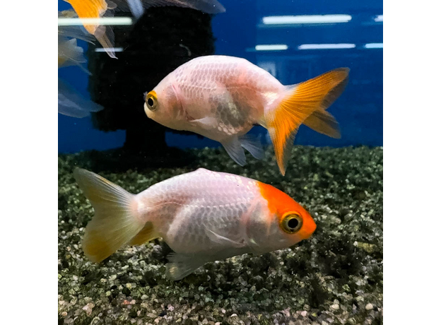 Золотая рыбка Ранчу ассорти М (Carassius auratus)