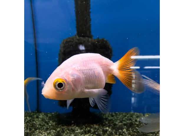 Золотая рыбка Ранчу ассорти М (Carassius auratus)