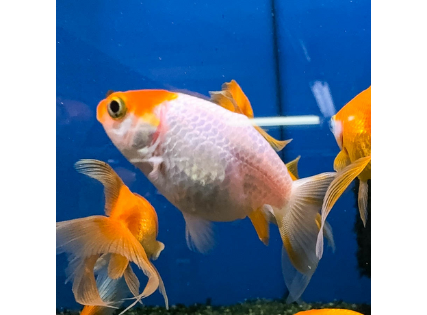 Золотая рыбка Ранчу ассорти М (Carassius auratus)