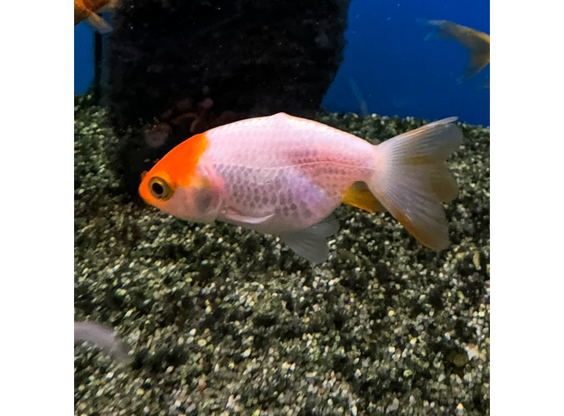 Золотая рыбка Ранчу ассорти М (Carassius auratus)